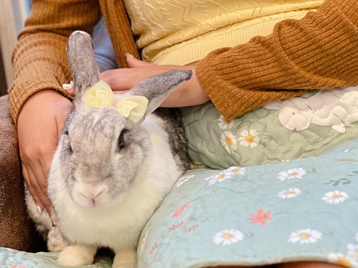 [ 台中食記 ] 綠萼159地中海南法料理 兔奴俱樂部 