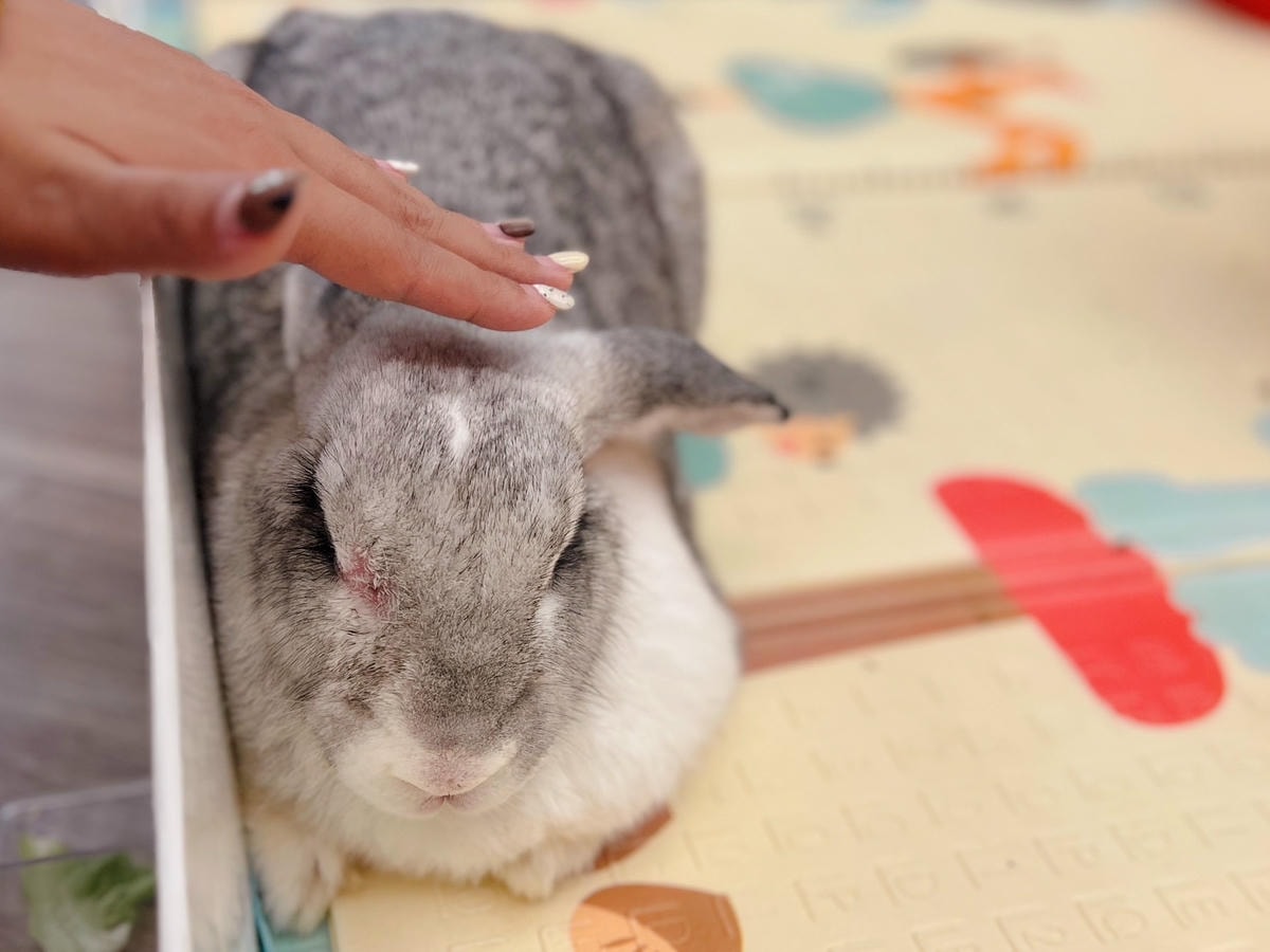 [ 台中食記 ] 綠萼159地中海南法料理 兔奴俱樂部 