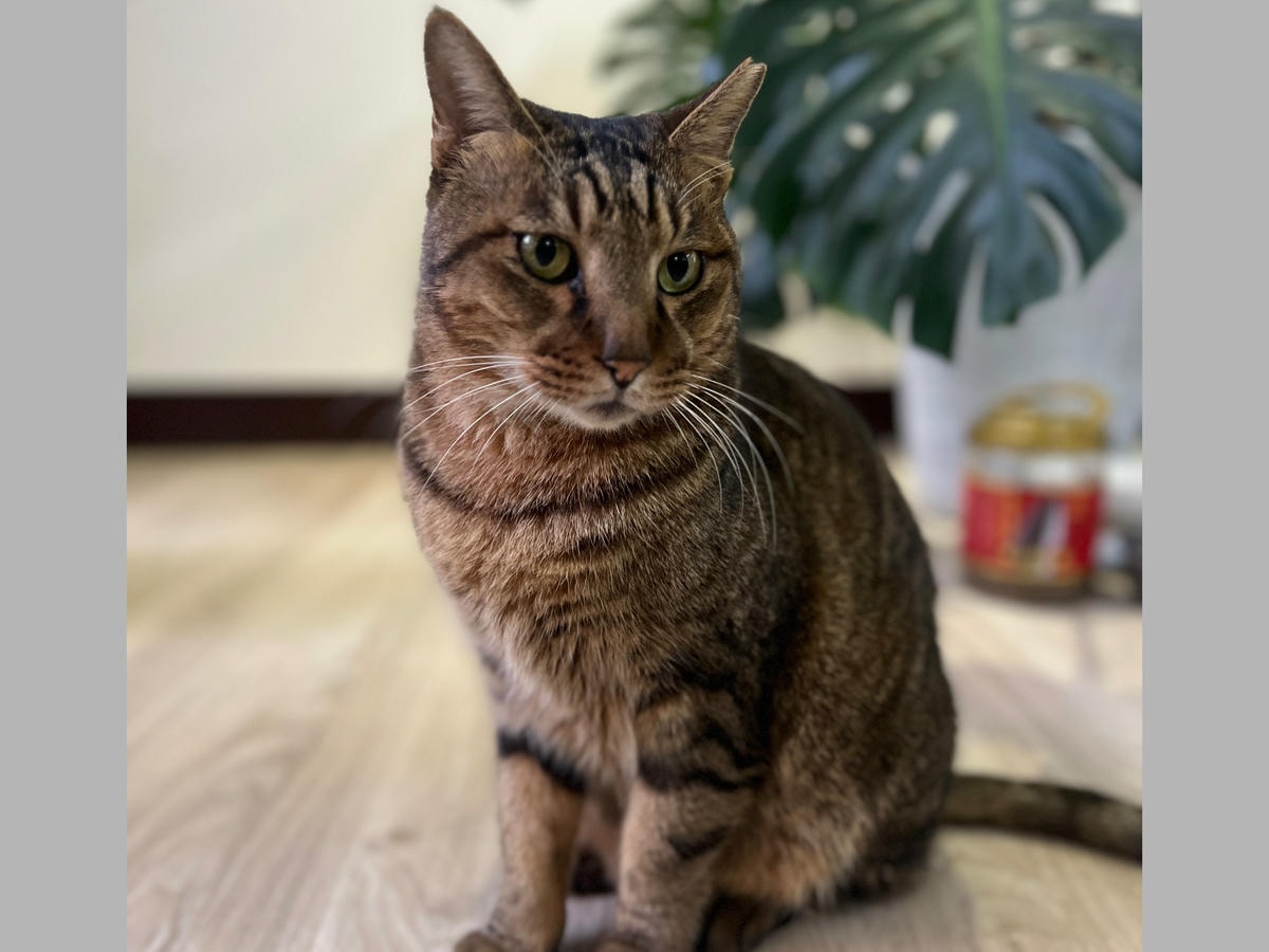 [ 咖啡拉花體驗 ] 汪喵咖啡教學 桃園中壢 中壢拉花體